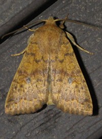 Yellow Three-spot Yellow Three-spot